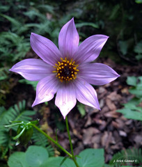Dahlia imperialis