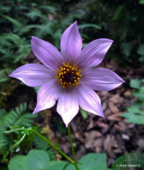Dahlia imperialis