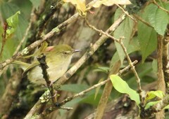 Hemitriccus nidipendulus