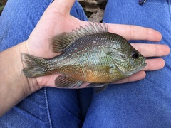 Lepomis aquilensis