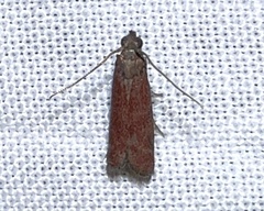 Varneria postremella