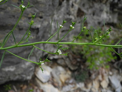 Thesium linophyllon