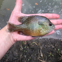 Lepomis aquilensis