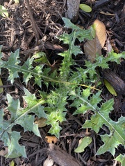 Cirsium texanum