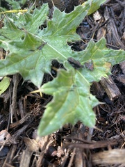 Cirsium texanum