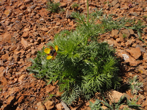Image of Adonis microcarpa by (c) Christian Berg, some rights reserved (CC BY)