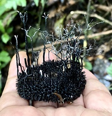 Xylaria apeibae