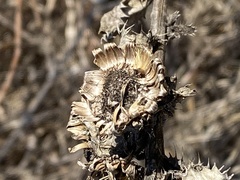 Grindelia ciliata