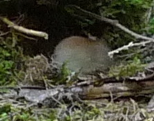 Clethrionomys gapperi