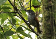 Dysithamnus xanthopterus