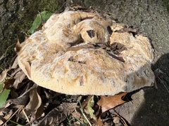 Pseudoinonotus