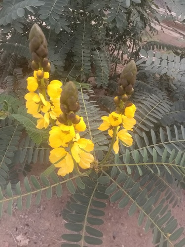 Peanut-Butter Cassia