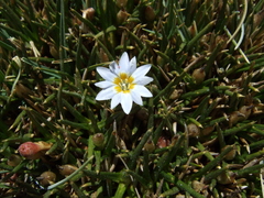 Gentiana sedifolia