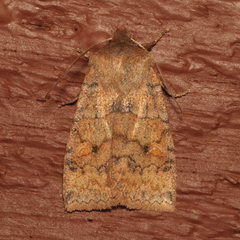 Eupsilia tristigmata