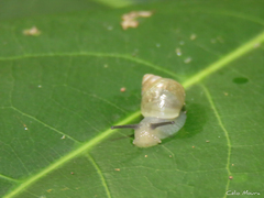 Bulimulus