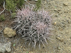 Homalocephala polycephala