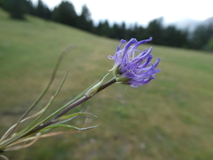 Phyteuma hemisphaericum