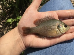 Lepomis miniatus