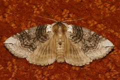 Euthyatira semicircularis