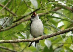 Ilicura militaris