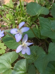 Viola missouriensis