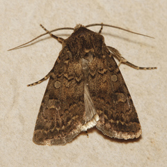 Euxoa difformis