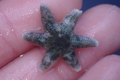 Leptasterias hexactis