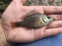 Lepomis miniatus