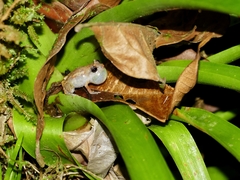 Diasporus diastema
