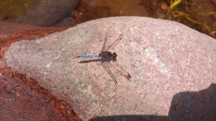 Erythrodiplax atroterminata