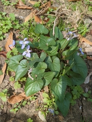 Viola missouriensis