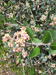 Rhus integrifolia