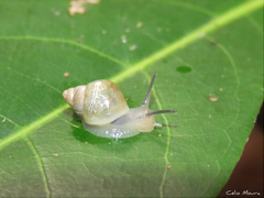 Bulimulus