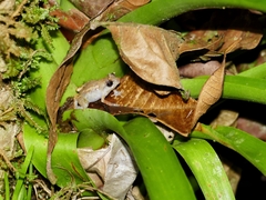 Diasporus diastema