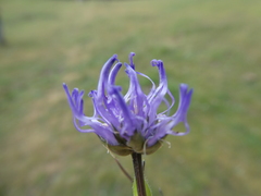 Phyteuma hemisphaericum