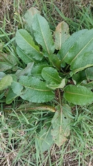 Rumex obtusifolius
