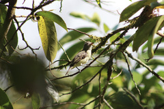 Camptostoma obsoletum