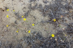 Lessingia germanorum