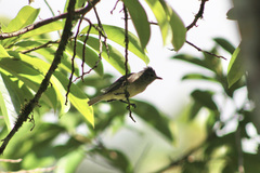 Camptostoma obsoletum