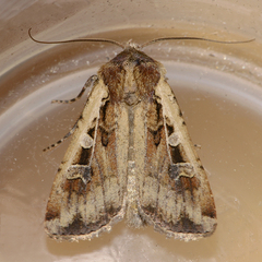 Euxoa ochrogaster