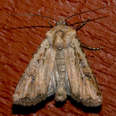 Euxoa ochrogaster
