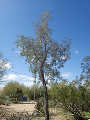 Acacia salicina