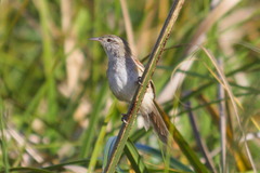 Limnoctites sulphuriferus
