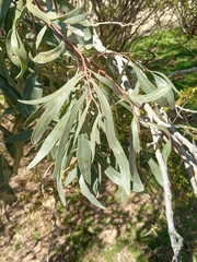 Acacia salicina