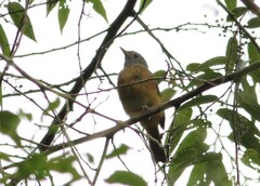 Mionectes rufiventris