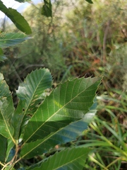 Quercus acutissima