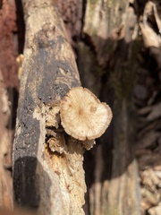 Lentinellus micheneri