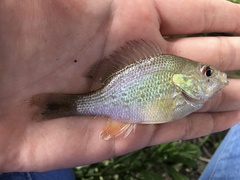 Lepomis aquilensis