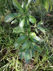Quercus acutissima
