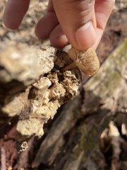 Lentinellus micheneri